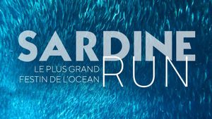 Sardine Run, le plus grand festin de l'océan's poster