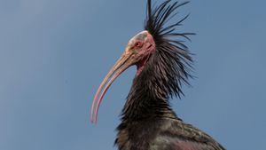 Der Waldrapp: Zugvogel im Aufwind's poster