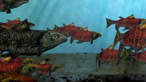 Salmon's poster