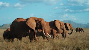 The Elephant Queen's poster