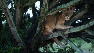 Tree Climbing Lions's poster