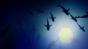 700 Sharks's poster