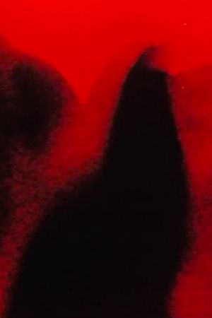 Fever's poster