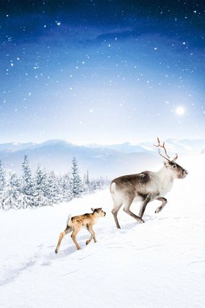A Reindeer's Journey's poster