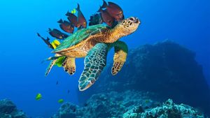 OceanWorld 3D's poster