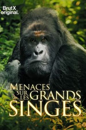 En danger : menaces sur les grands singes's poster