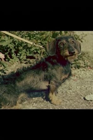 A Short Film About a Dachshund's poster