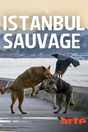 Istanbul sauvage's poster image