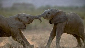 A Life Among Elephants's poster