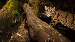 India's Wild Leopards's poster