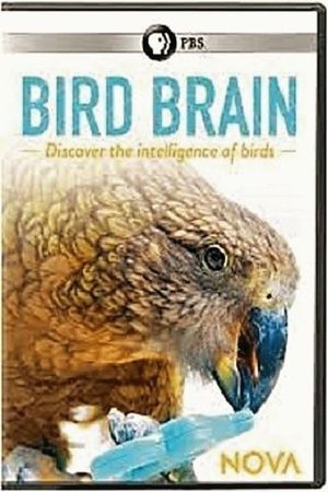 NOVA: Bird Brain's poster