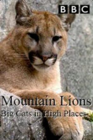 Mountain Lions: Big Cats in High Places's poster