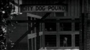 Dogs Is Dogs's poster