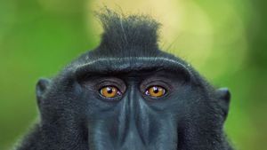 Meet the Monkeys's poster