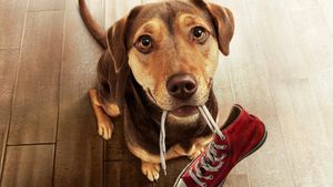 A Dog's Way Home's poster