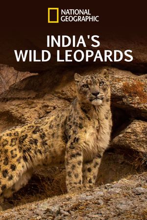 India's Wild Leopards's poster