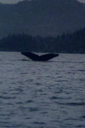 Whales's poster