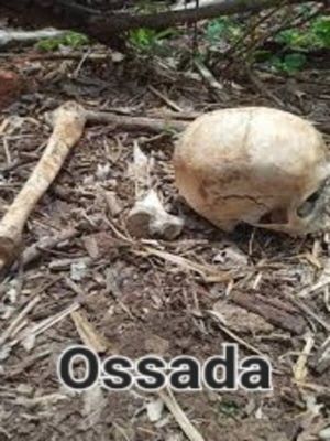 Ossada's poster