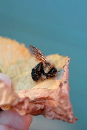 Des abeilles pour demain's poster