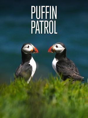 Puffin Patrol's poster