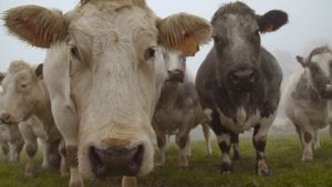 And Man Created the Cow's poster