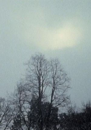 Hanging Upside Down in the Branches's poster