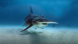 What the Shark?'s poster