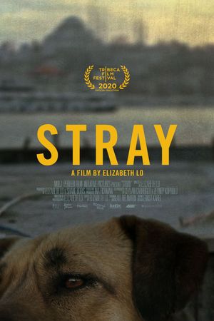 Stray's poster