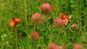 Wildflowers's poster