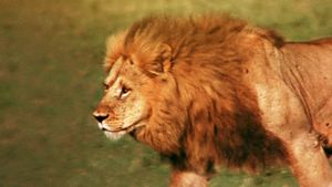 The African Lion's poster