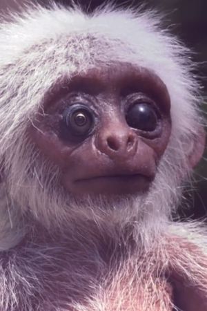 Polycephaly in D's poster