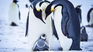 Snow Chick: A Penguin's Tale's poster