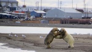 The Great Polar Bear Feast's poster