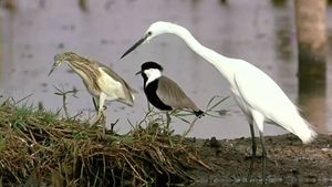 Winged Migration's poster
