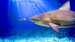 World's Biggest Bull Shark?'s poster