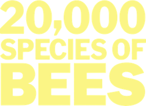 20,000 Species of Bees's poster