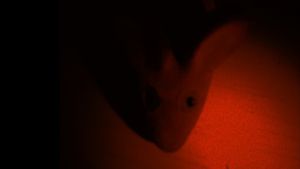 The Tragedy of the Rat's poster