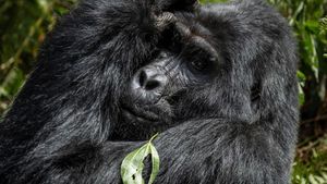 Gorillas unter Stress's poster