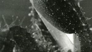 Empirical Study on the Influence of Sound on the Persistence of Vision's poster