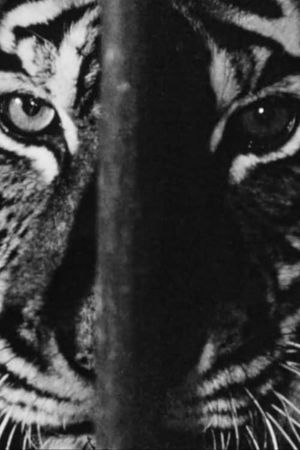 Marguerite Duras in the Lions' Den's poster
