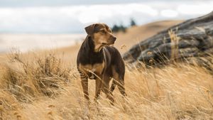A Dog's Way Home's poster