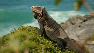 Caraïbes sauvages, les rivages de la biodiversité's poster