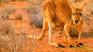 Big Red: The Kangaroo King's poster