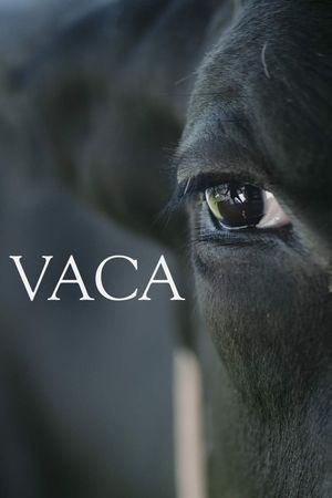 Vaca's poster
