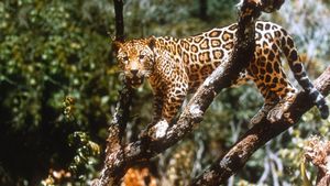 Jungle Cat's poster