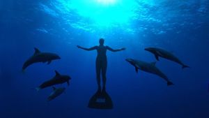 The Cove's poster