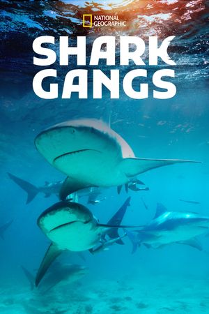 Shark Gangs's poster
