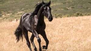 Black Beauty's poster