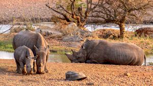 Namibia, Sanctuary of Giants's poster