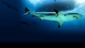 Saved from a Shark's poster